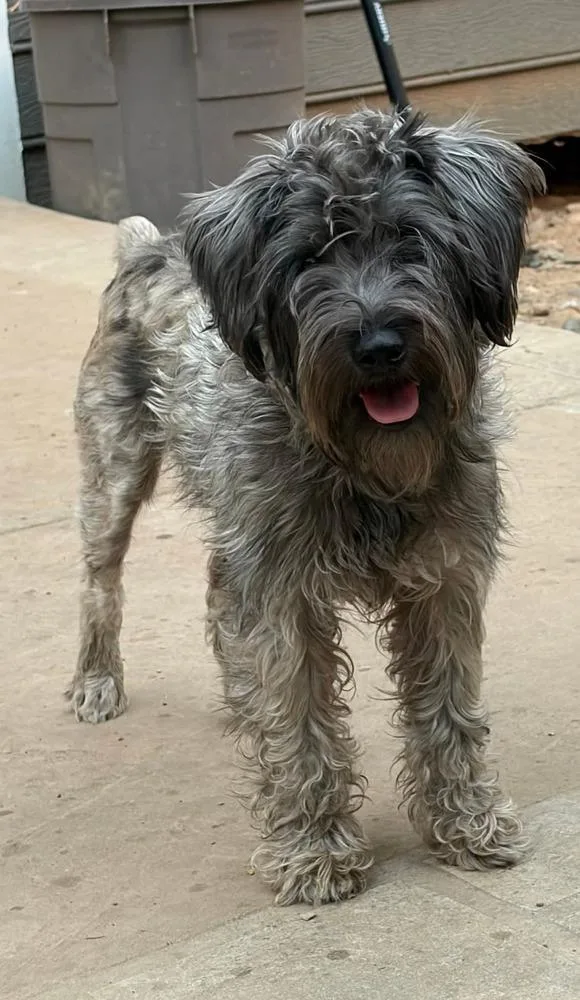 Pelos