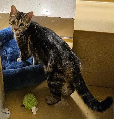 Harlequin thumbnail 2