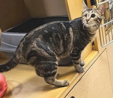 Harlequin thumbnail 3