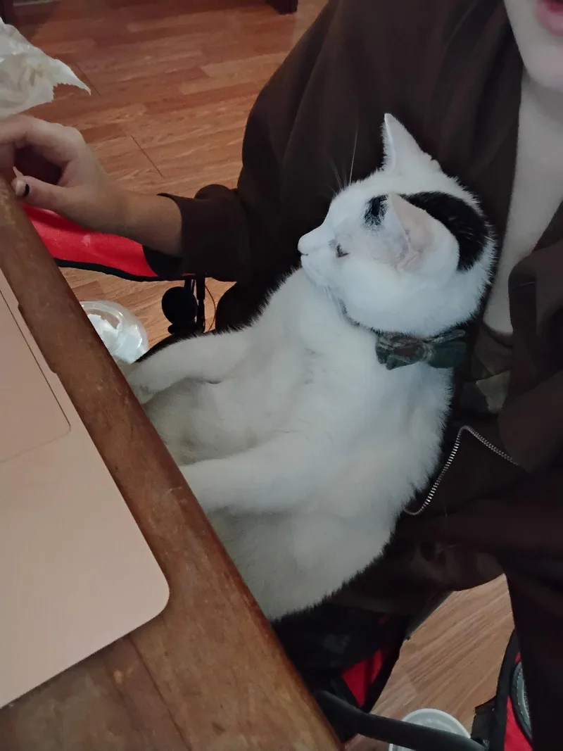 An adult large-sized male Black & White / Tuxedo Domestic Short Hair cat named Liamm for adoption in Buford, GA