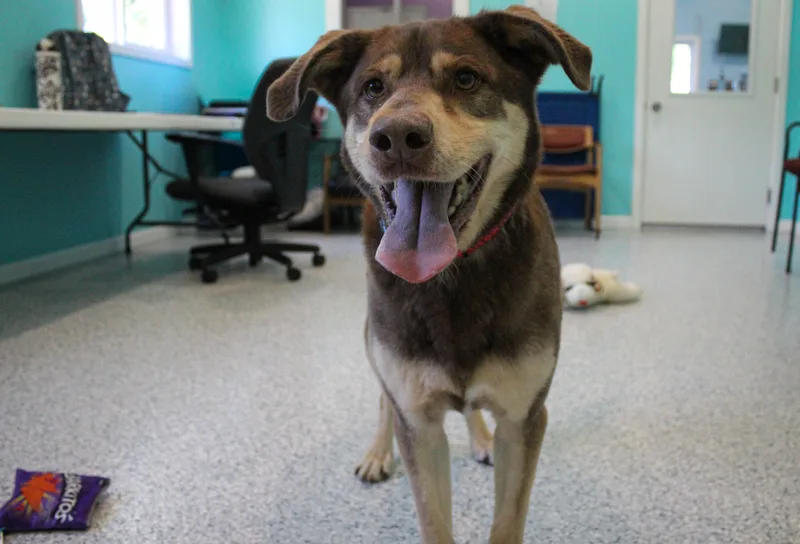 An adult large-sized male Husky dog named Atlas for adoption in Hutchinson, MN