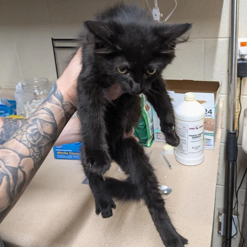 A baby small-sized male Black Domestic Medium Hair cat named Eddy for adoption in Danville, KY