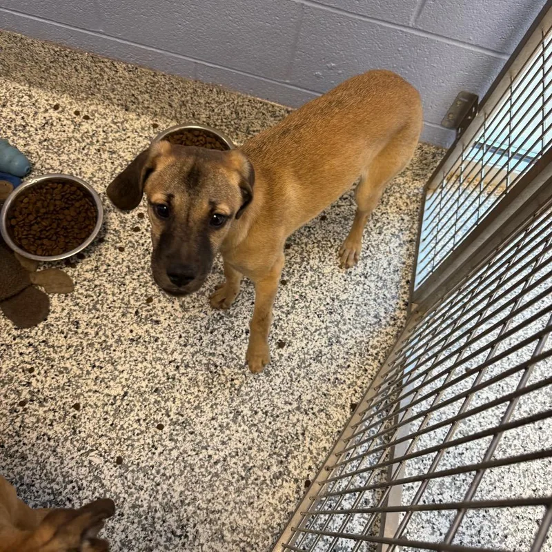 A young medium-sized female Brown / Chocolate Mixed Breed dog named Spice for adoption in Franklin, NC