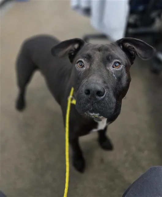 An adult medium-sized female Mixed Breed dog named Liberty for adoption in Dallas, TX