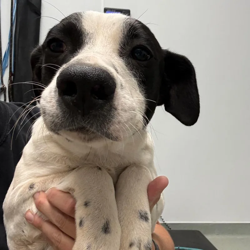 A young medium-sized male Black Terrier dog named Rizzo for adoption in Abilene, TX