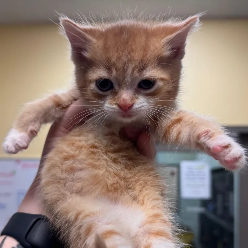 A baby small-sized male Orange / Red Domestic Short Hair cat named Paris for adoption in Lynchburg, VA