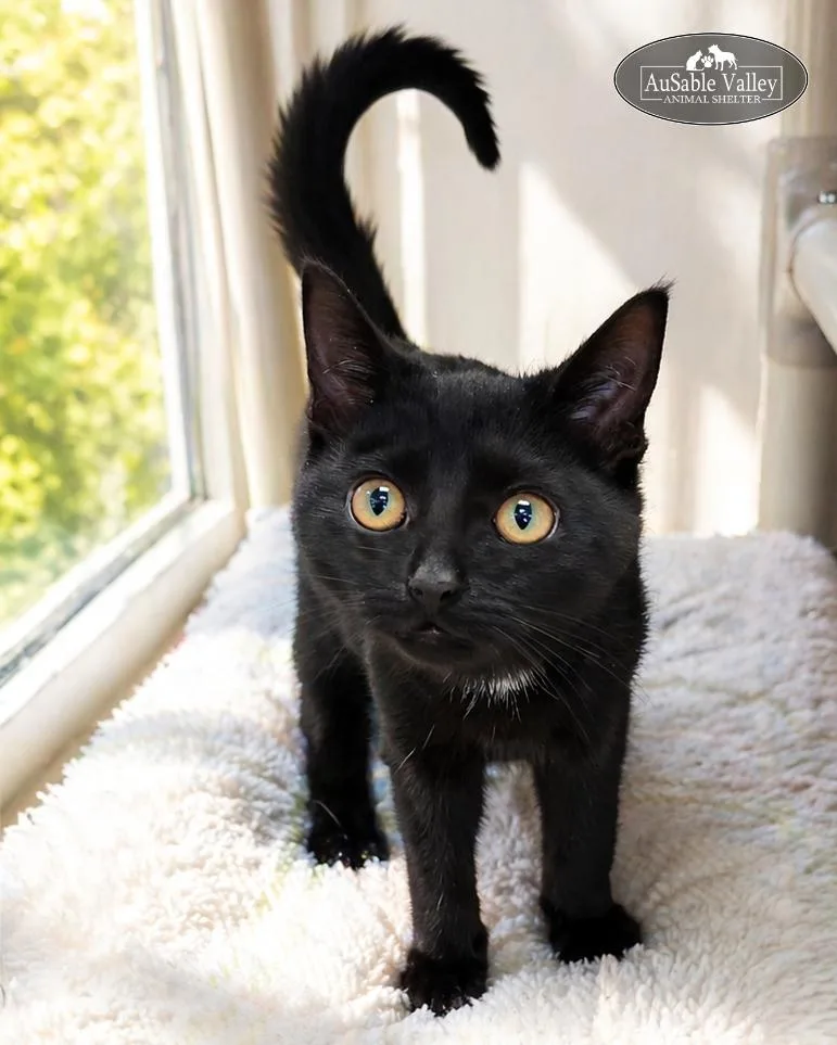 A young small-sized female Black Domestic Short Hair cat named Professor Hooch for adoption in Grayling, MI