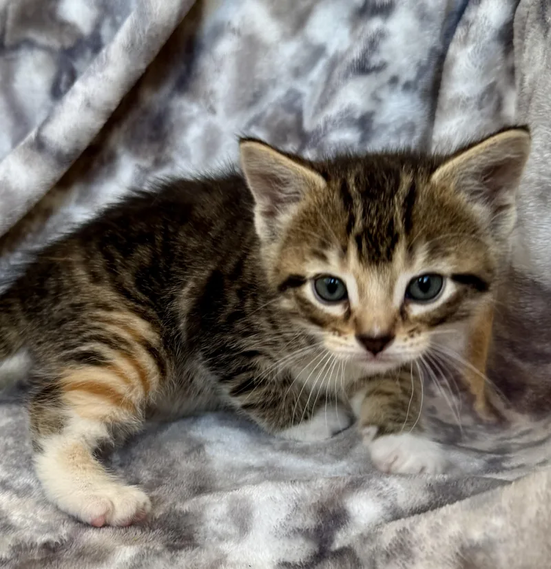 A baby medium-sized female Domestic Short Hair cat named Salem for adoption in Port Washington, WI