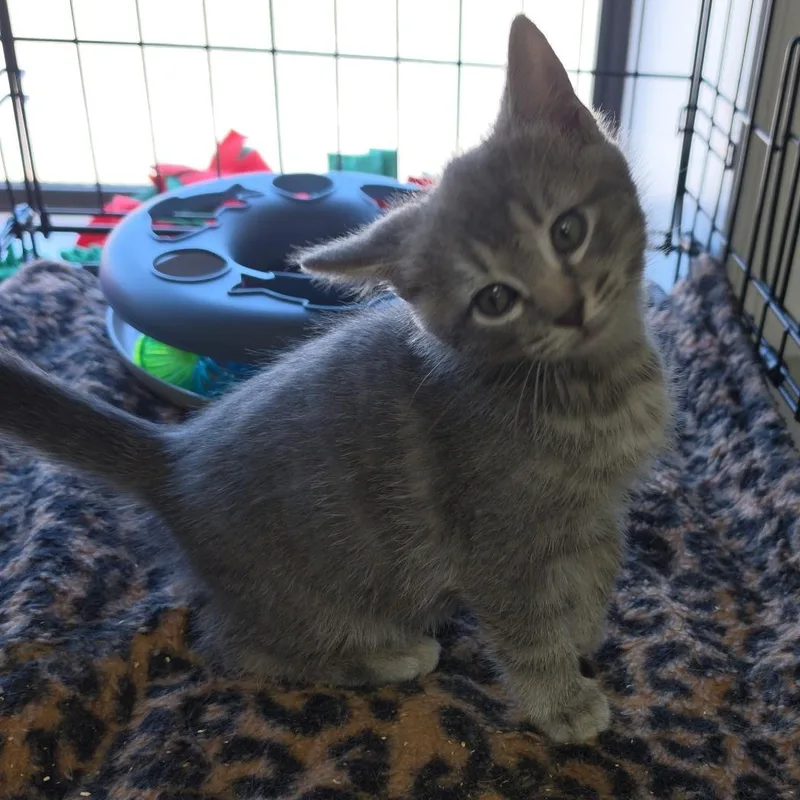 A baby medium-sized male Gray / Blue / Silver Tabby cat named Cart for adoption in Clarksville, VA