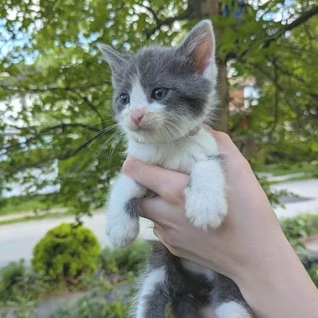 A baby small-sized male Gray / Blue / Silver Domestic Short Hair cat named Cloudberry for adoption in Johnstown, PA