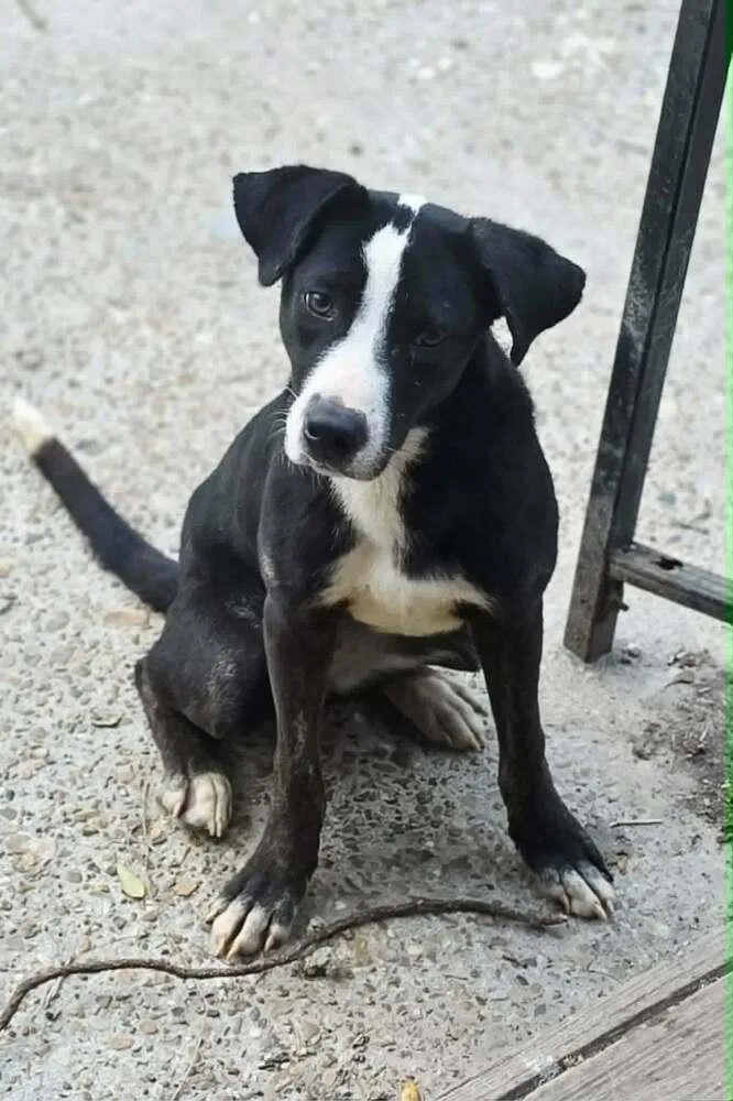 A young medium-sized female Tricolor (Brown, Black, & White) Labrador Retriever dog named Polly for adoption in Silsbee, TX