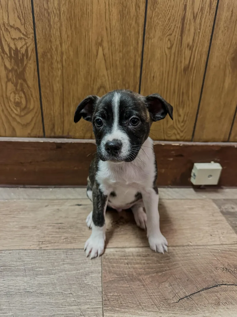 A baby small-sized female Brindle Boston Terrier dog named Salem for adoption in Charleston , WV