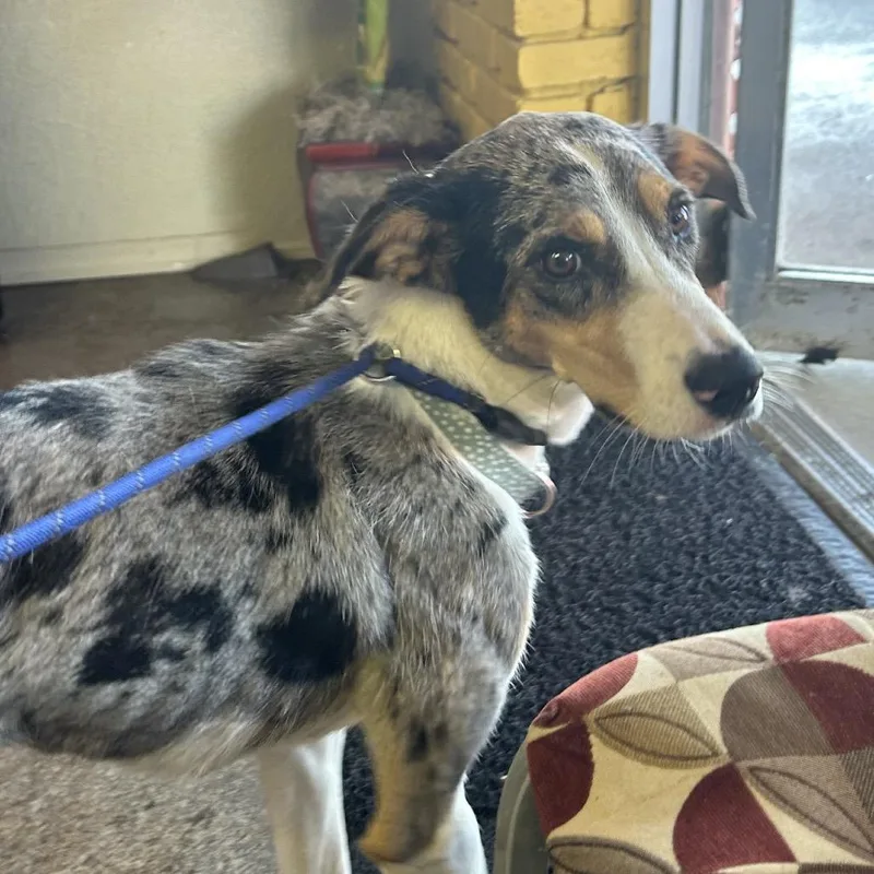 An adult medium-sized female Cattle Dog dog named Alice for adoption in Springfield, MO