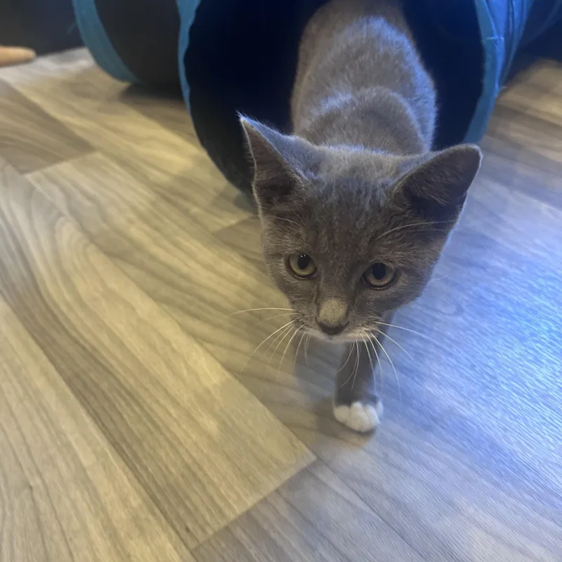 A young small-sized male Gray & White Domestic Short Hair cat named Benji for adoption in Frostproof, FL