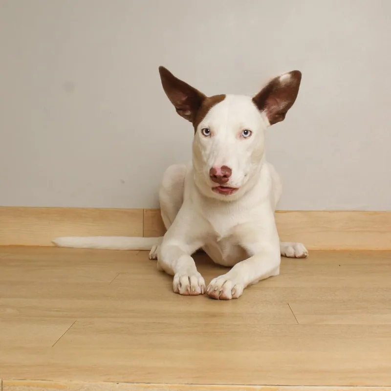 A young medium-sized female Border Collie dog named Fiesta Hansen D for adoption in Minnetonka, MN