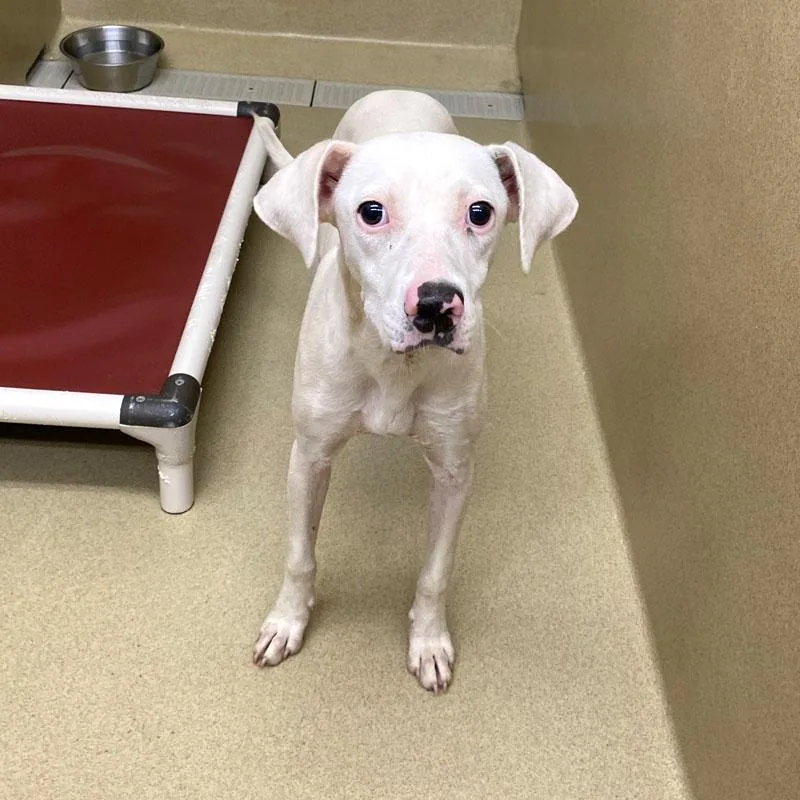 A young medium-sized female White / Cream Pointer dog named Windy for adoption in Monroe, GA