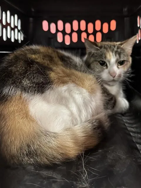 A young medium-sized female Domestic Short Hair cat named Keekee for adoption in Louisville, KY
