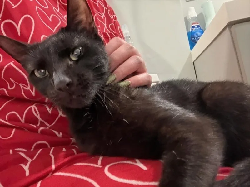 A young medium-sized female Black Bombay cat named Charli and Lorde for adoption in Melrose, MA