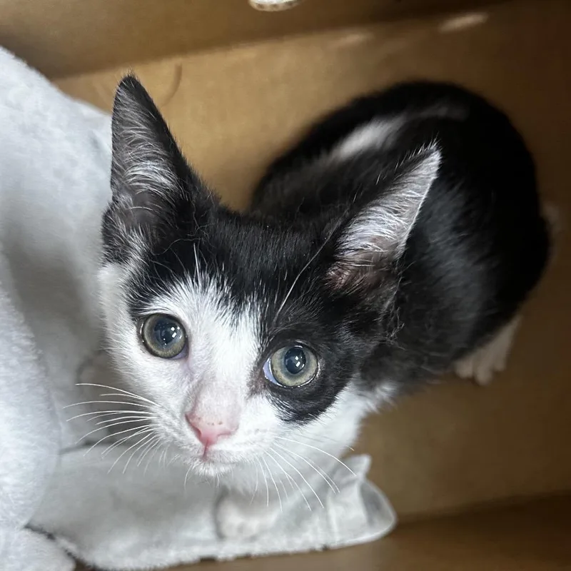 A baby small-sized female White Domestic Short Hair cat named Miney for adoption in Jacksonville, FL