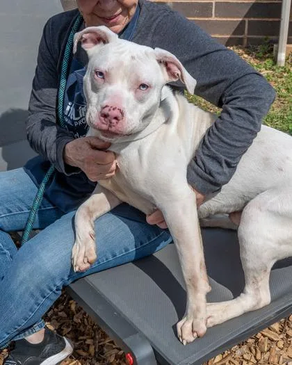 An adult large-sized male Mixed Breed dog named Blizzard for adoption in Chamblee, GA