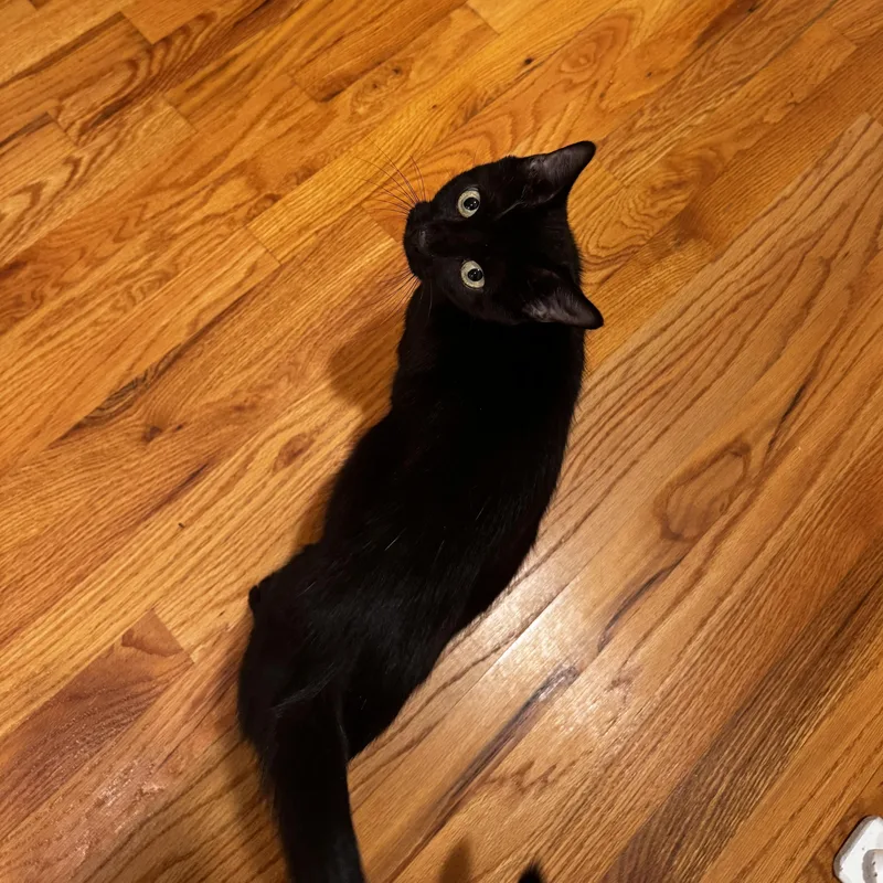 A young medium-sized female Black Domestic Short Hair cat named Audrey for adoption in East Greenwich, RI