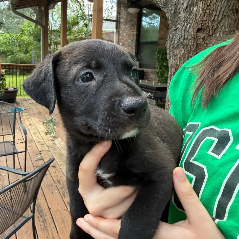 A baby small-sized male Black Pit Bull Terrier dog named Chartreuse for adoption in Austin, TX