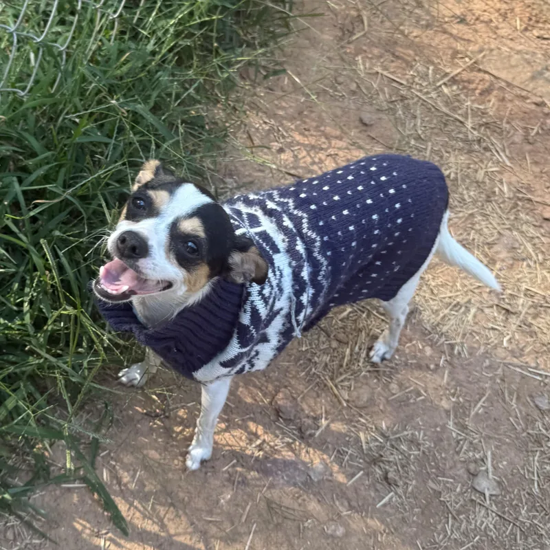 Zoey thumbnail 3