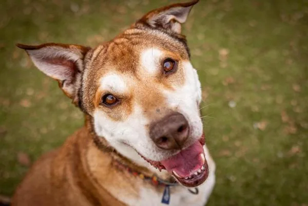 Teddy Bear thumbnail 2