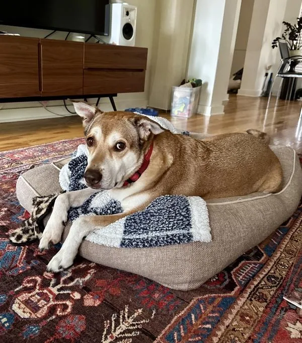 Teddy Bear thumbnail 3