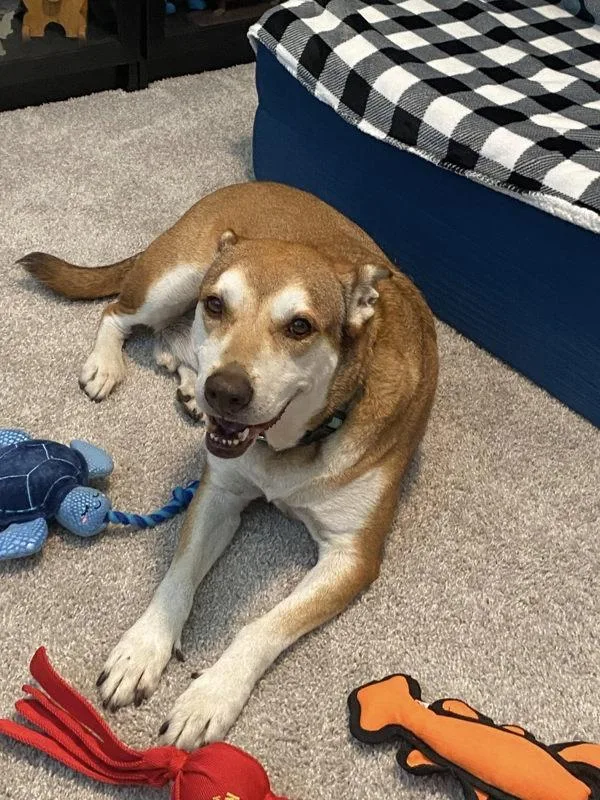 Teddy Bear thumbnail 4