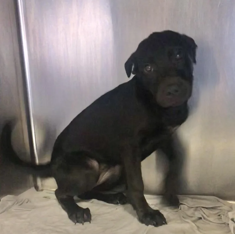 A baby medium-sized female Black Labrador Retriever dog named Onyx for adoption in Parma, OH