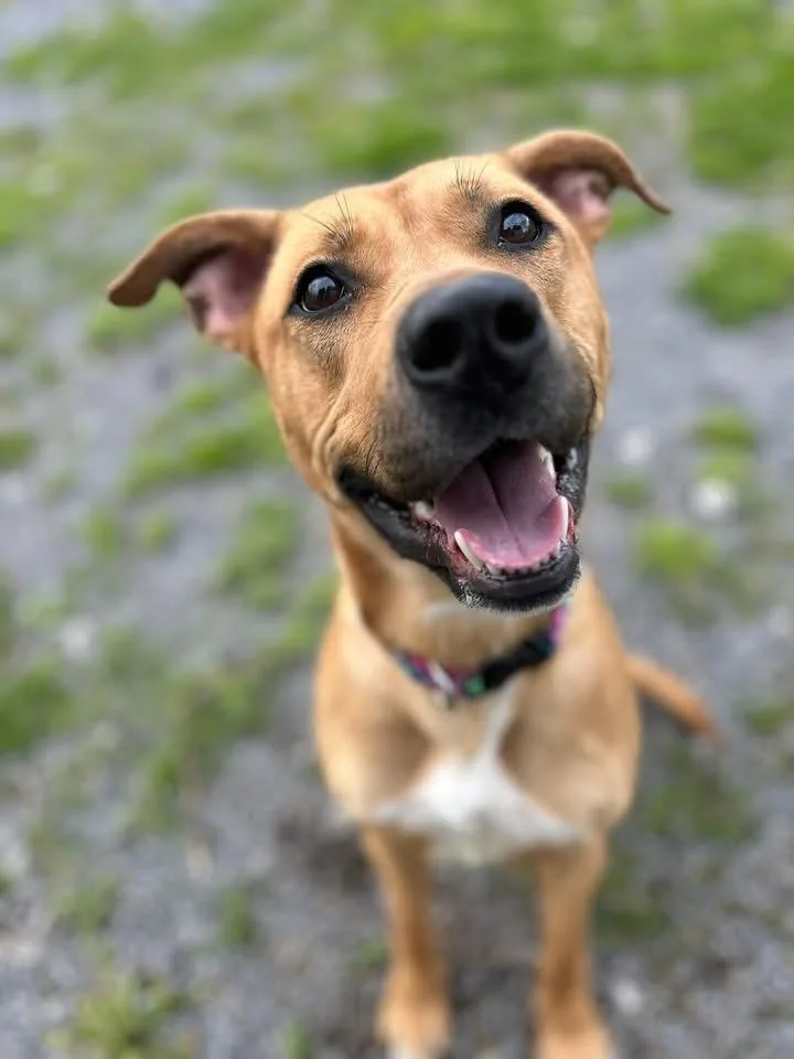 An adult large-sized female Mixed Breed dog named Molly May for adoption in Howes Cave, NY