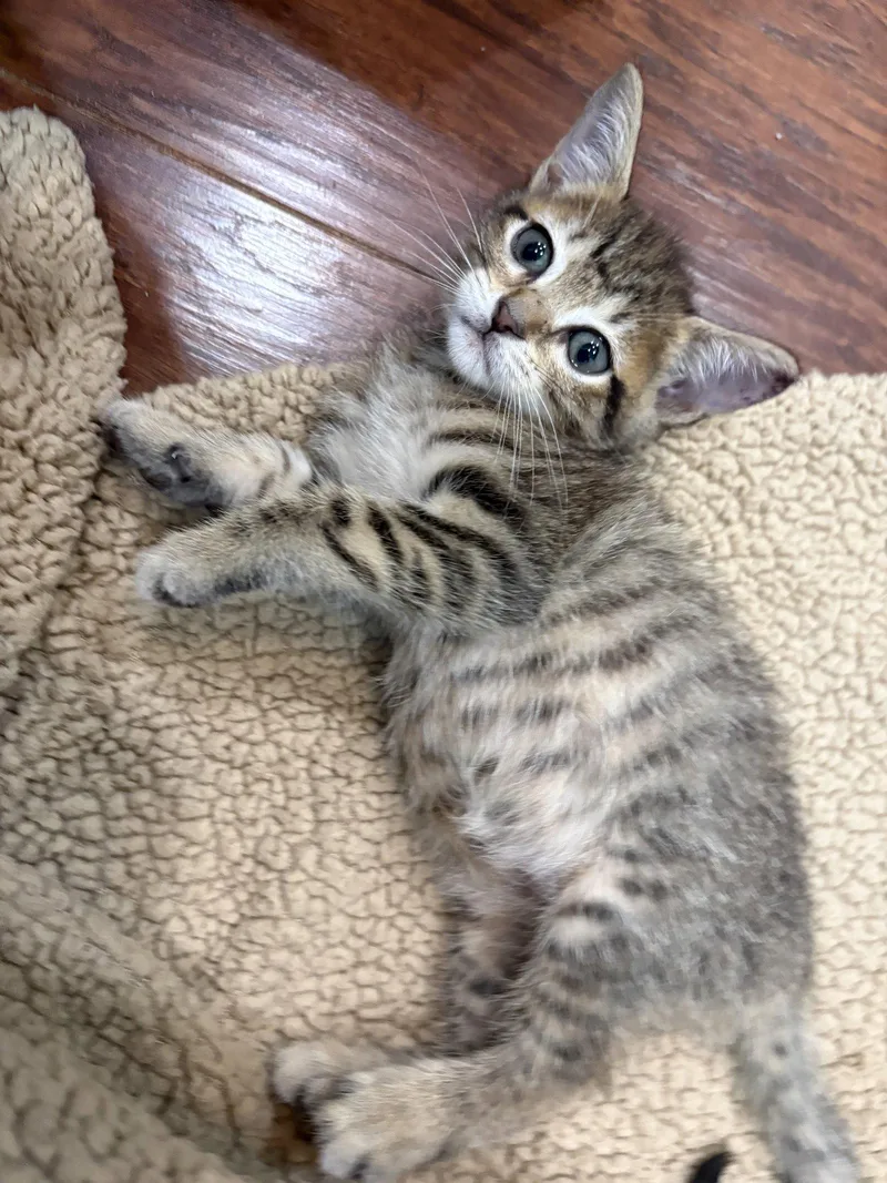 A young medium-sized female Domestic Short Hair cat named Wambach for adoption in Rosenberg, TX