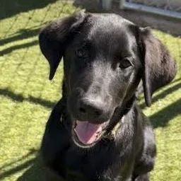 A baby large-sized female Black Labrador Retriever dog named November for adoption in Agua Dulce, CA