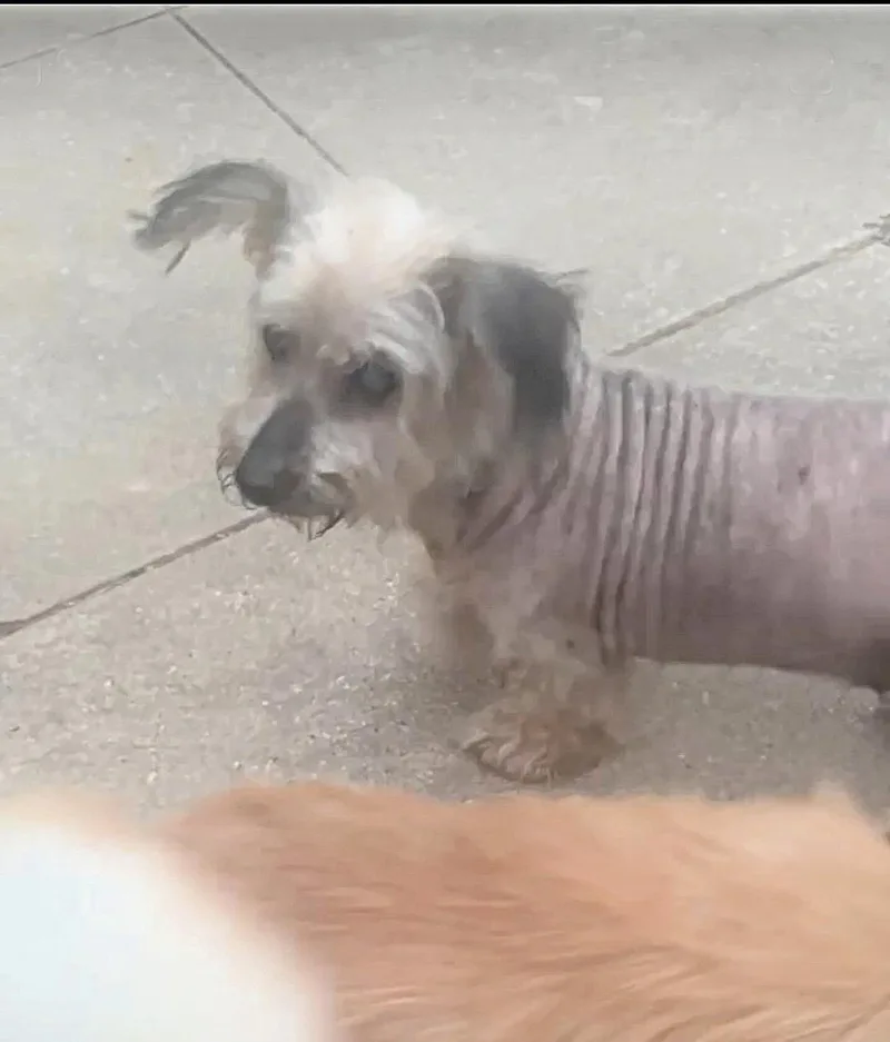 Rose Is Quiet And thumbnail 2