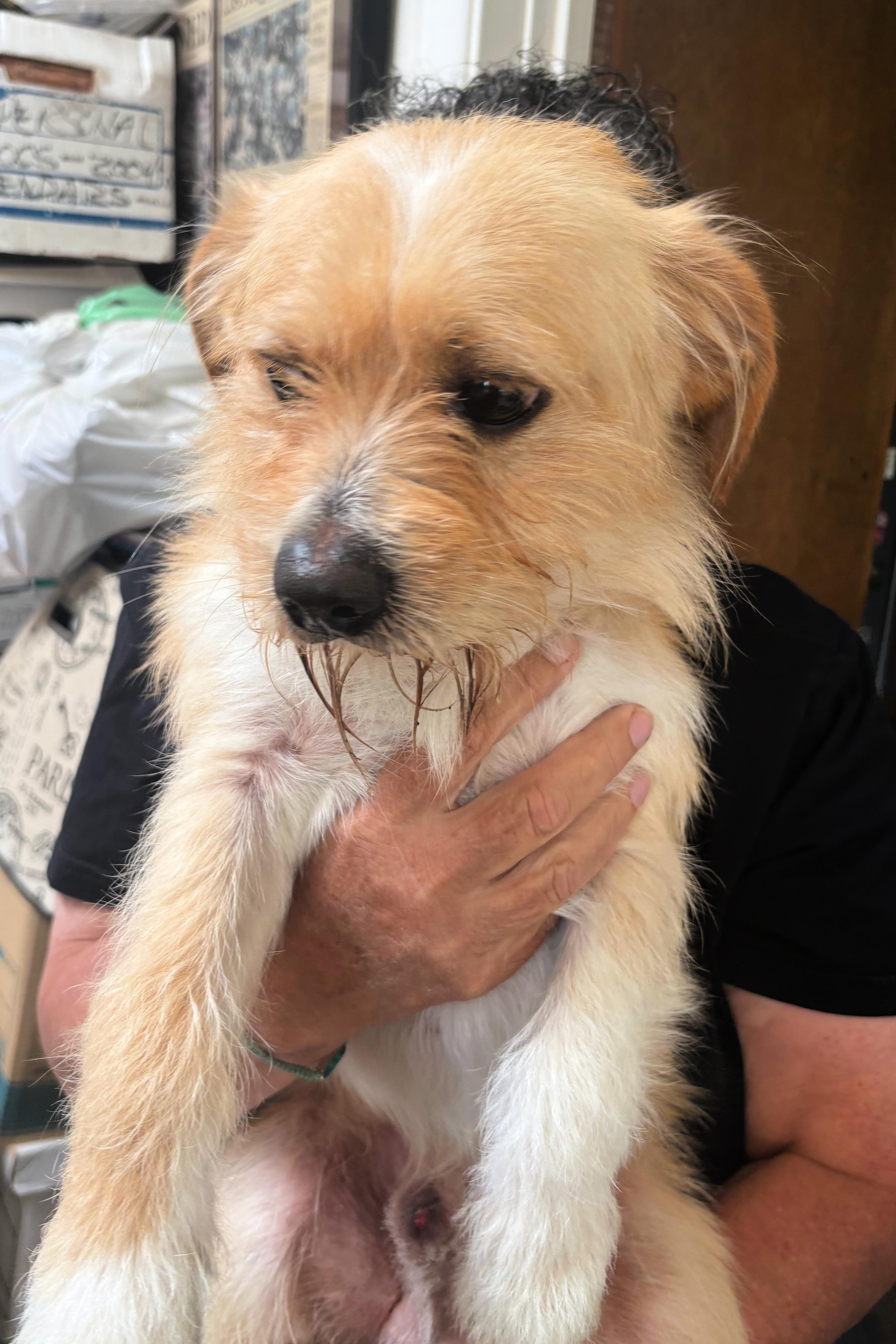 Rose Is Quiet And thumbnail 4