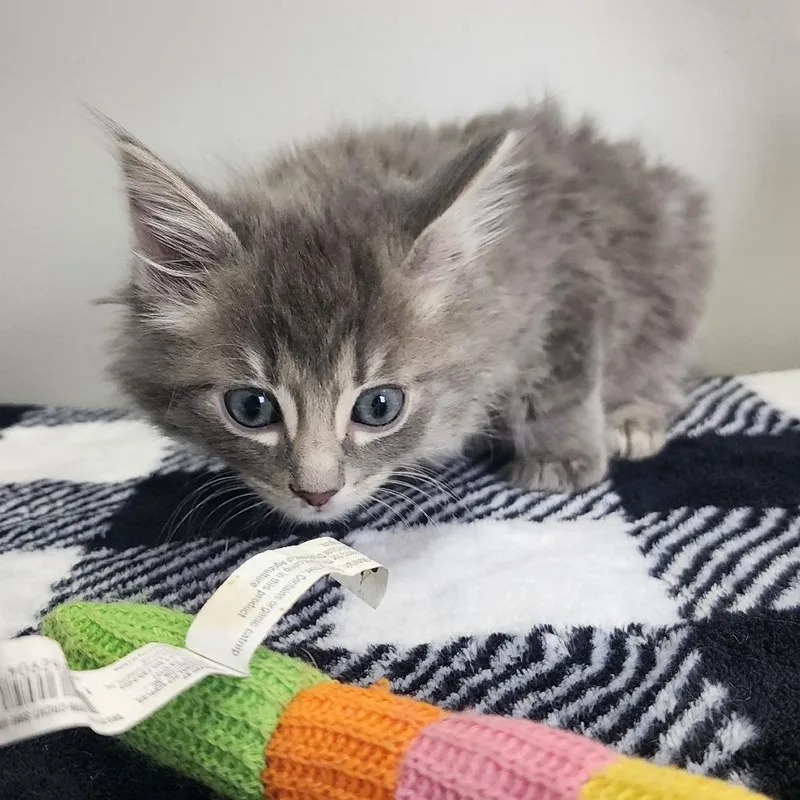 A baby small-sized male Gray / Blue / Silver Domestic Short Hair cat named Donald for adoption in Toledo, OH