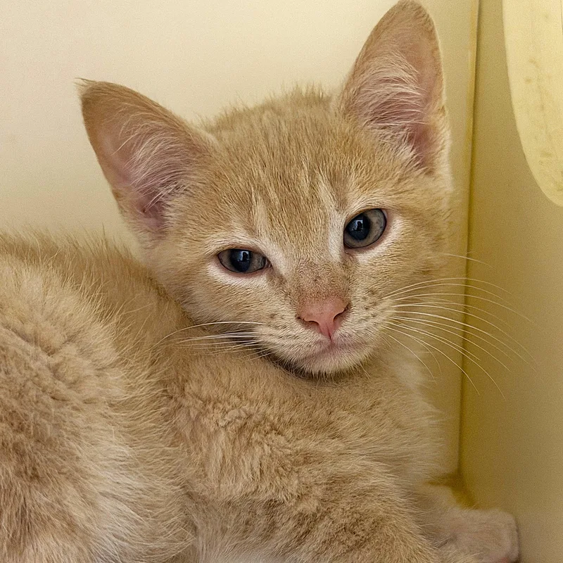 A baby small-sized male Buff / Tan / Fawn Domestic Short Hair cat named Raptor for adoption in Cooperstown, NY