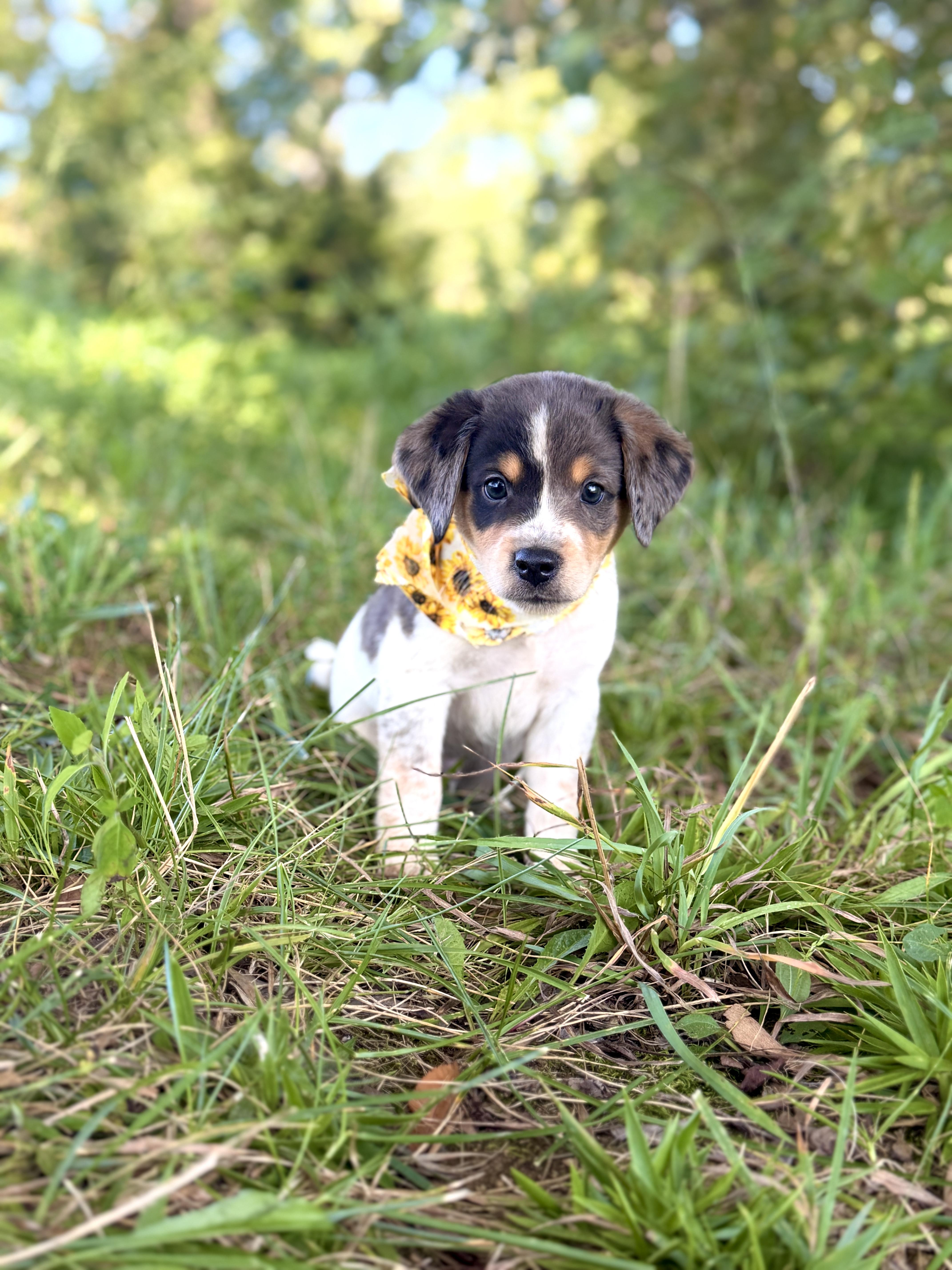 A baby small-sized male Tricolor (Brown, Black, & White) Wheaten Terrier dog named Randy Transport for adoption in Gradyville, KY