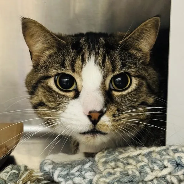 An adult medium-sized male Domestic Short Hair cat named Socks for adoption in Des Moines, IA