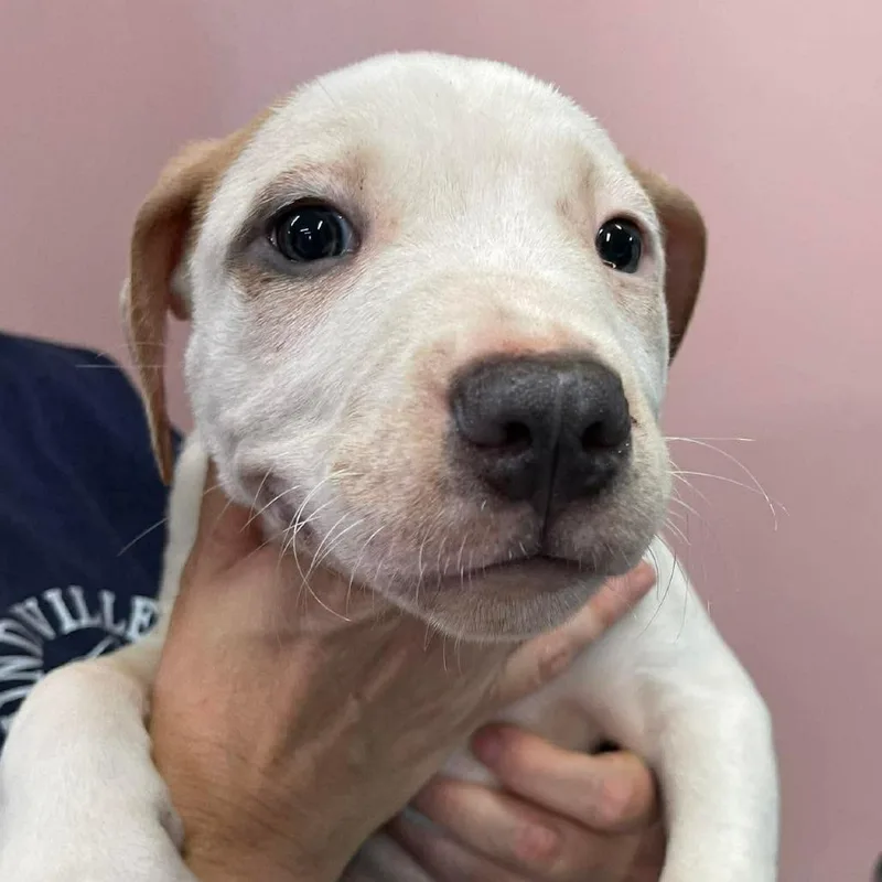 A baby large-sized male White / Cream Mixed Breed dog named Phlox for adoption in Huntsville, AR