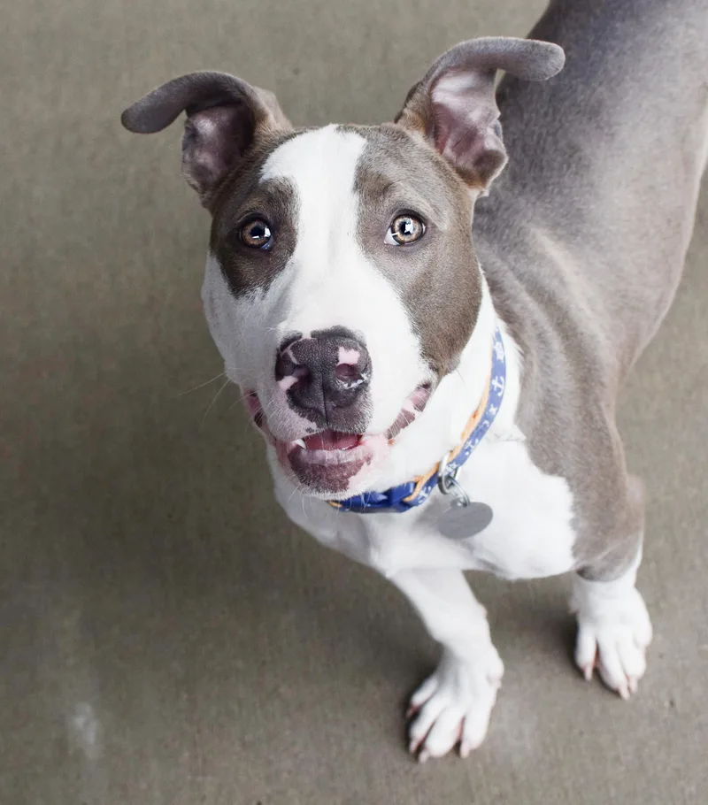 A young medium-sized male White / Cream Pit Bull Terrier dog named Mr. Mime for adoption in Pontiac, MI