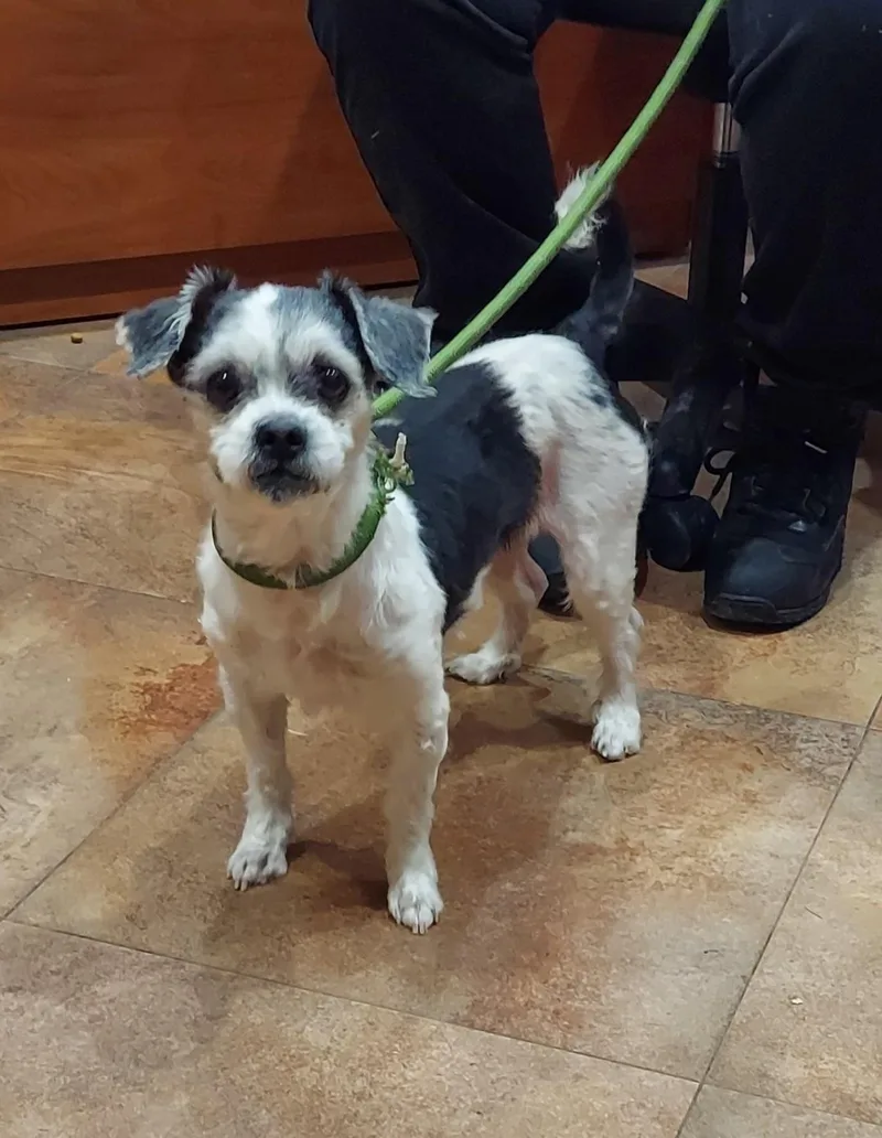 An adult small-sized female White / Cream Shih Tzu dog named Spumoni for adoption in Pawtucket, RI