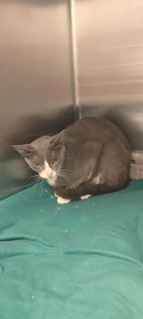 An adult small-sized female Domestic Short Hair cat named Socks for adoption in North Miami Beach, FL