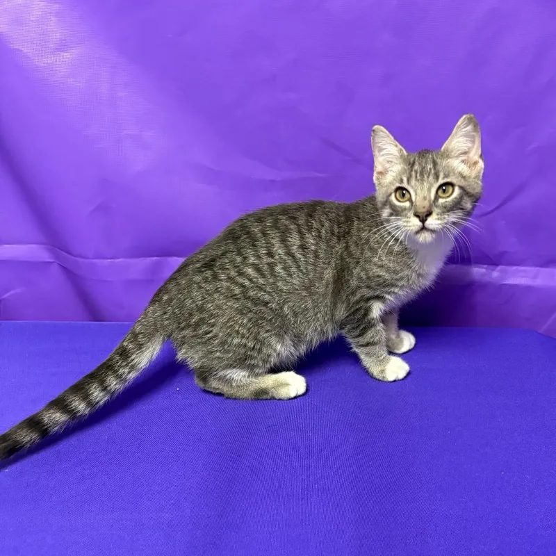 A baby small-sized male Domestic Short Hair cat named Bong for adoption in North Myrtle Beach, SC