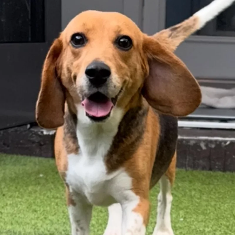 An adult small-sized female Yellow / Tan / Blond / Fawn Beagle dog named CYG aka Kylie for adoption in LOXAHATCHEE, FL