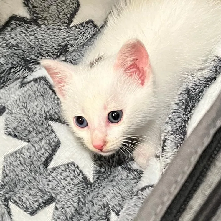 A young small-sized male White Domestic Short Hair cat named Twist for adoption in Waxhaw, NC