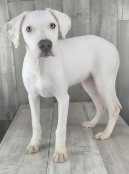 An adult small-sized female Pointer dog named Brook for adoption in Shreveport, LA