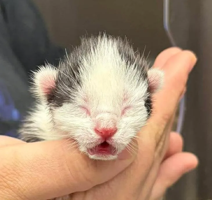 A baby medium-sized male Domestic Short Hair cat named Pine for adoption in Republic, MO