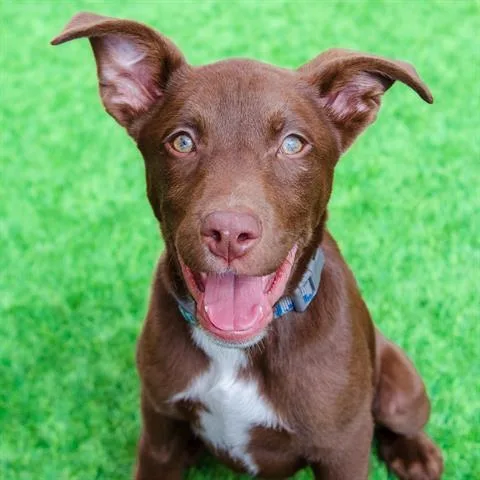 A young large-sized male Shepherd dog named Steph The Puppy for adoption in Burlingame, CA